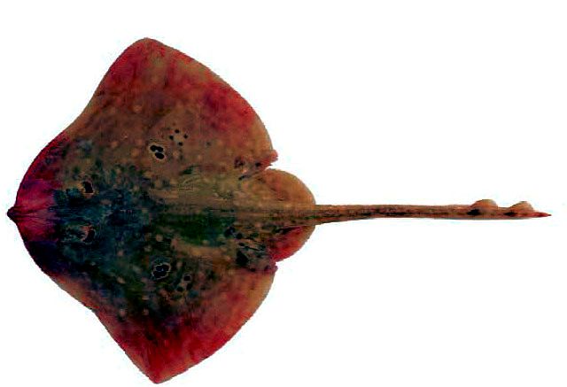 Raja polystigma_015.jpg
